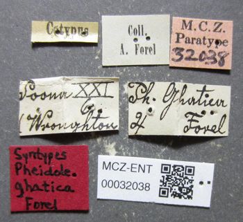 Media type: image;   Entomology 32038 Aspect: labels